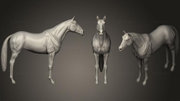 Animal figurines (Horse Base 01, STKJ_1069) 3D models for cnc